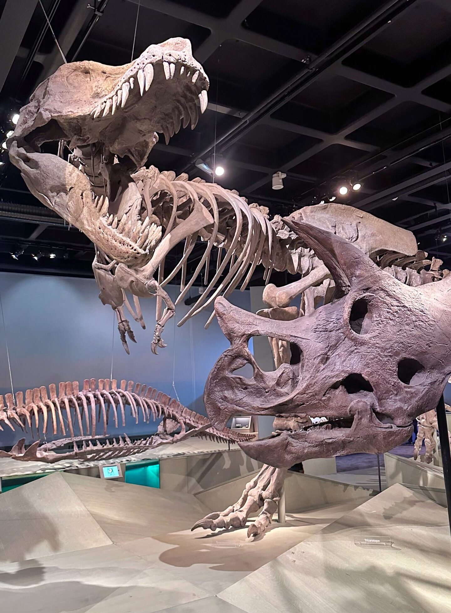 Large scale fossils of T Rex dinosaur