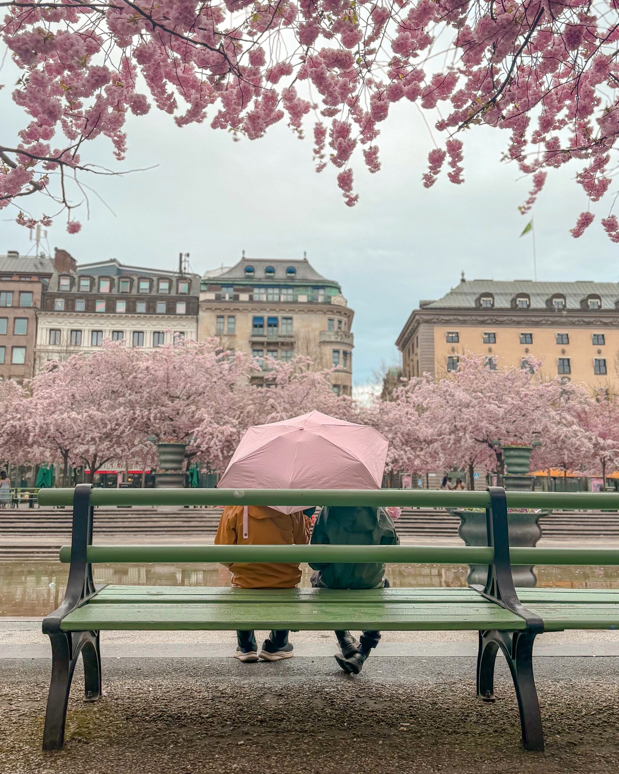 Cherry Blossom in Stockholm: Best Spots + Local Guide for the family